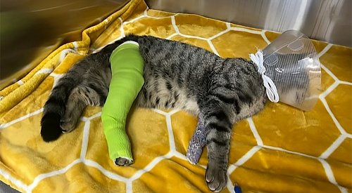 Cat struck by truck survives thanks to kind-hearted witness